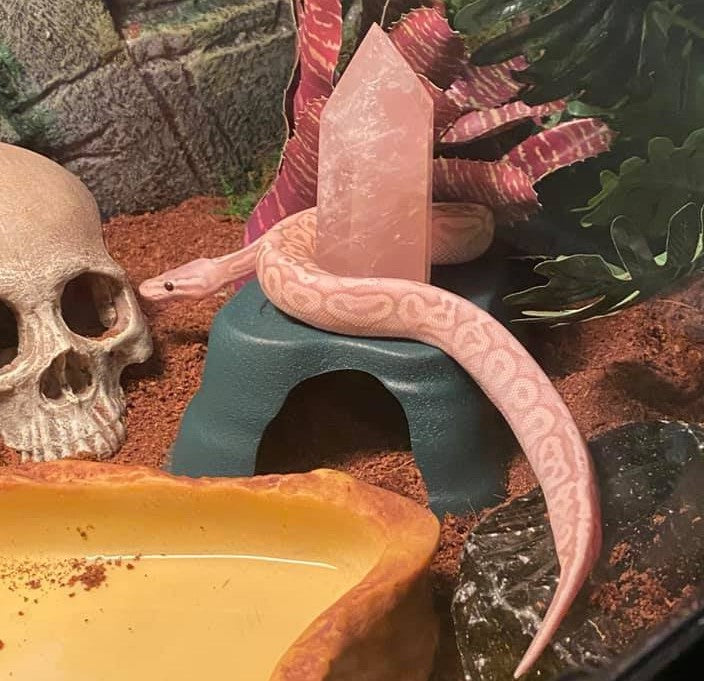 Snakes Are Magical Creatures Too