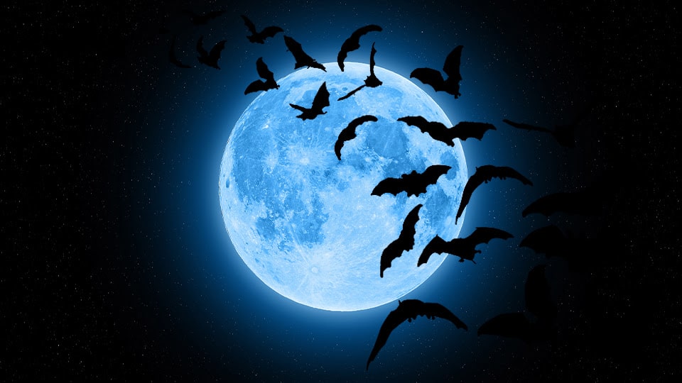 The Secret of The Blue Moon